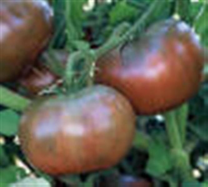 CHEROKEE PURPLE Beefsteak tomato 20 seeds